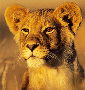 Gif animé lionne